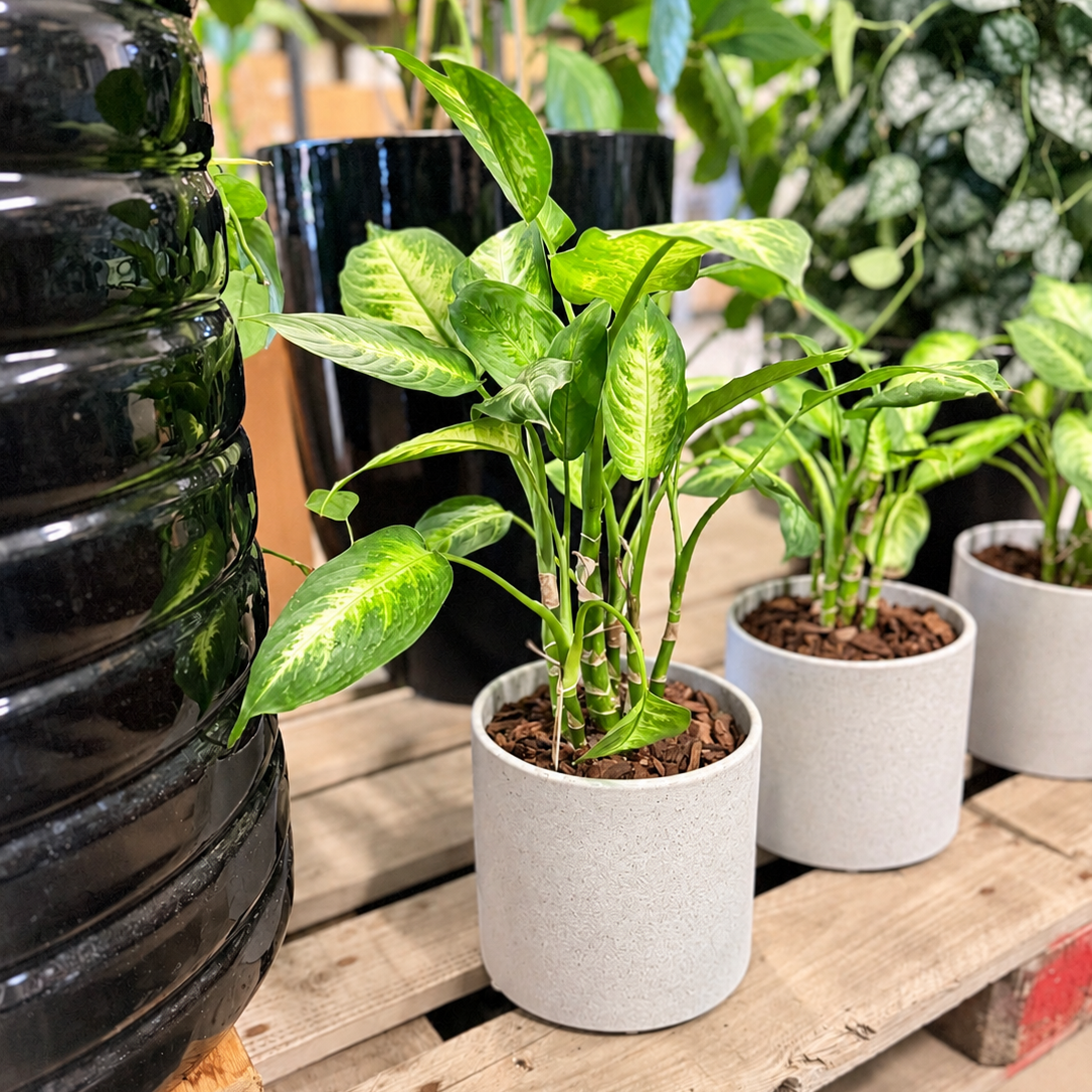 Second Hand Dieffenbachia 'Camille' – Prikblad ca. 50 cm | Genbrugsplante