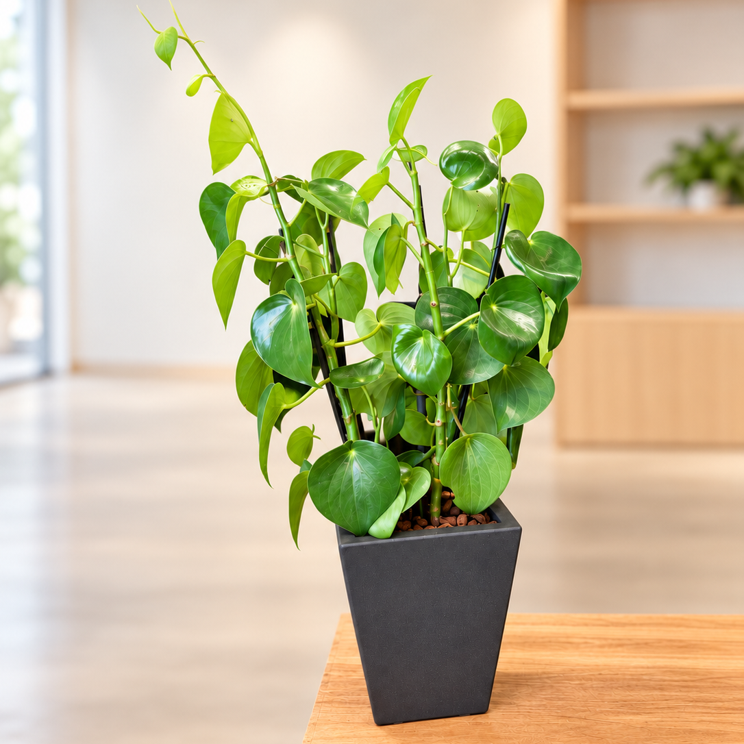 Second Hand Hjertephilodendron – Philodendron hederaceum | Genbrugsplante