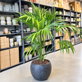Indlæs billede i gallerivisning, Second Hand Kentiapalme – Howea forsteriana ca. 180 cm | Genbrugsplante
