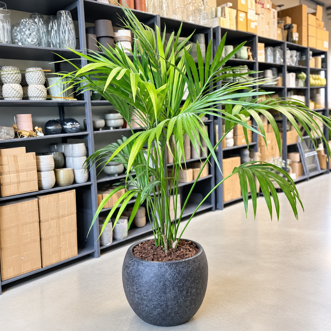 Second Hand Kentiapalme – Howea forsteriana ca. 180 cm | Genbrugsplante