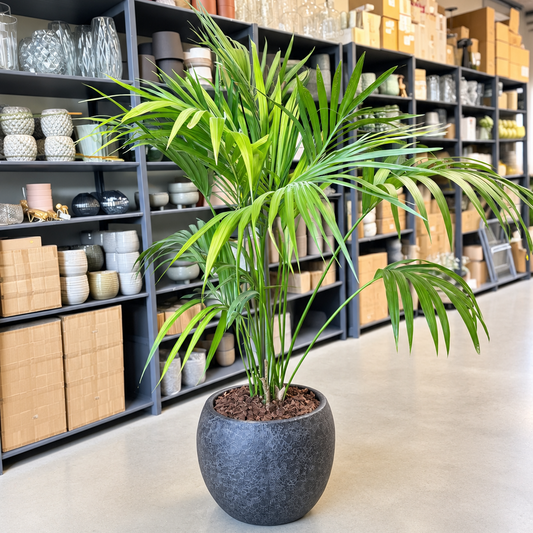 Second Hand Kentiapalme – Howea forsteriana ca. 180 cm | Genbrugsplante