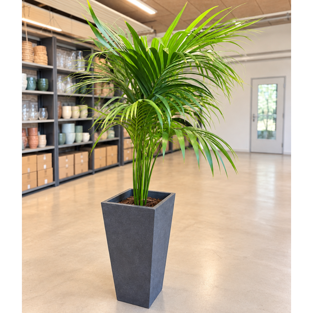 Second Hand Guldpalme – Dypsis lutescens ca. 160 cm | Genbrugsplante