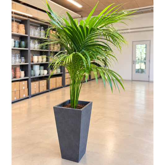 Second Hand Guldpalme – Dypsis lutescens ca. 160 cm | Genbrugsplante