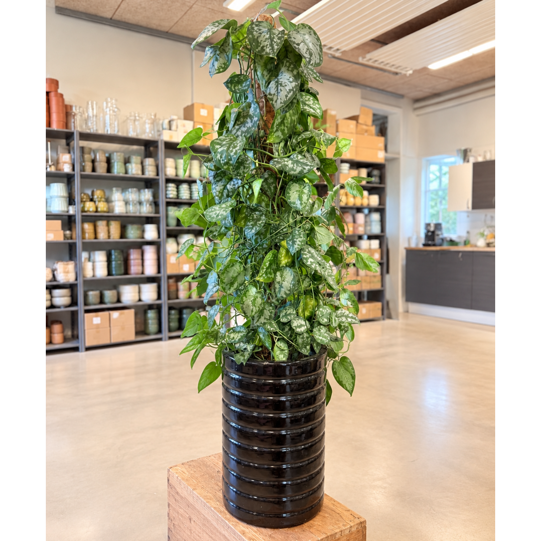 Second Hand Sølv-ranke 'Trebie' – Scindapsus pictus ca. 160 cm | Genbrugsplante