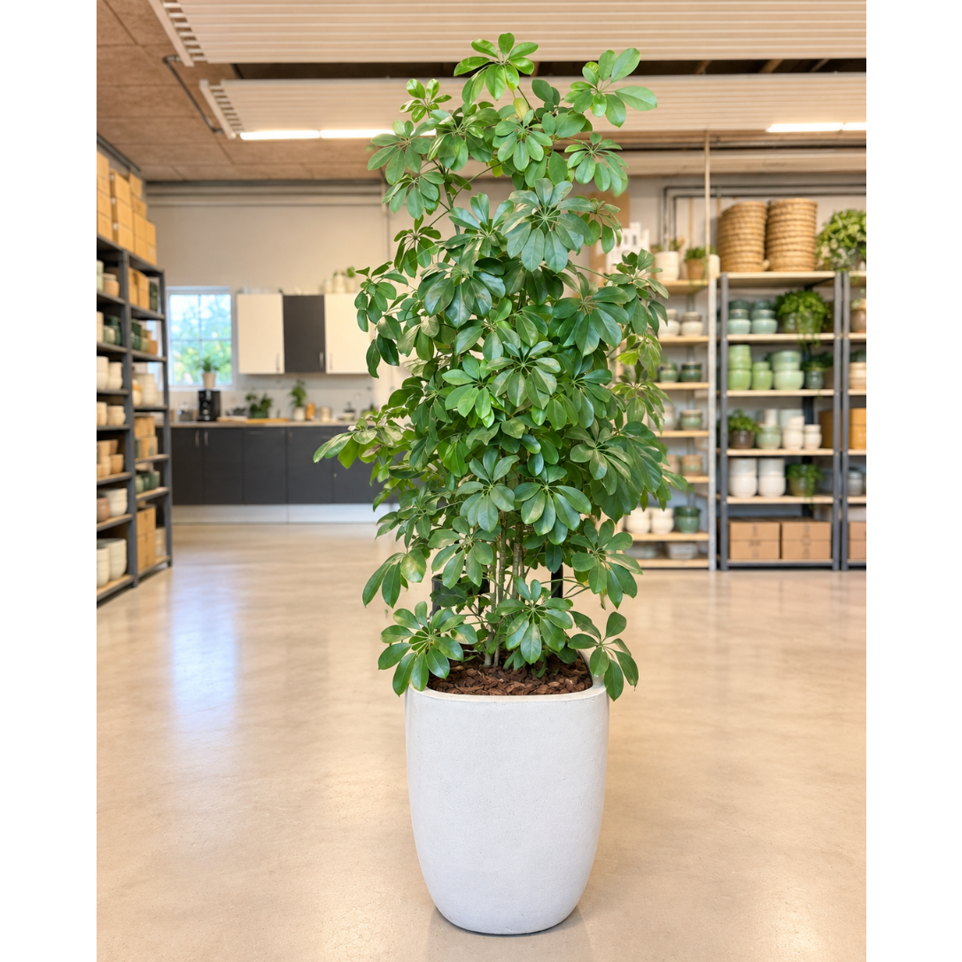 Second Hand Paraplyplante – Schefflera ca. 170 cm | Genbrugsplante