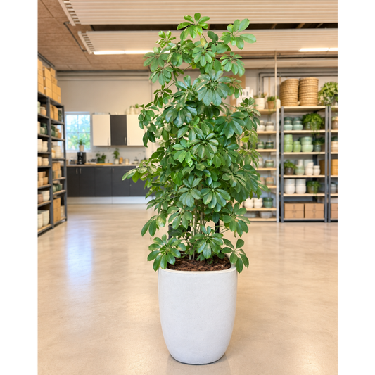 Second Hand Paraplyplante – Schefflera ca. 170 cm | Genbrugsplante