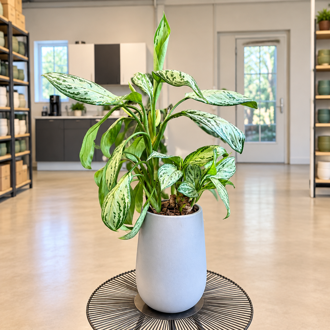 Second Hand Aglaonema 'Silver Queen' – Sølv-aglaonema ca. 60 cm | Genbrugsplante