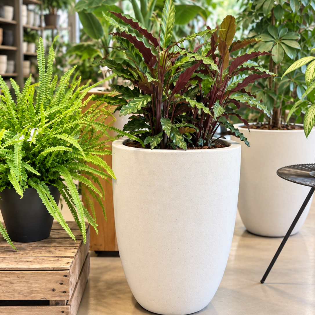 Second Hand Calathea Rufibarba – Fløjls-Calathea ca. 90 cm | Genbrugsplante
