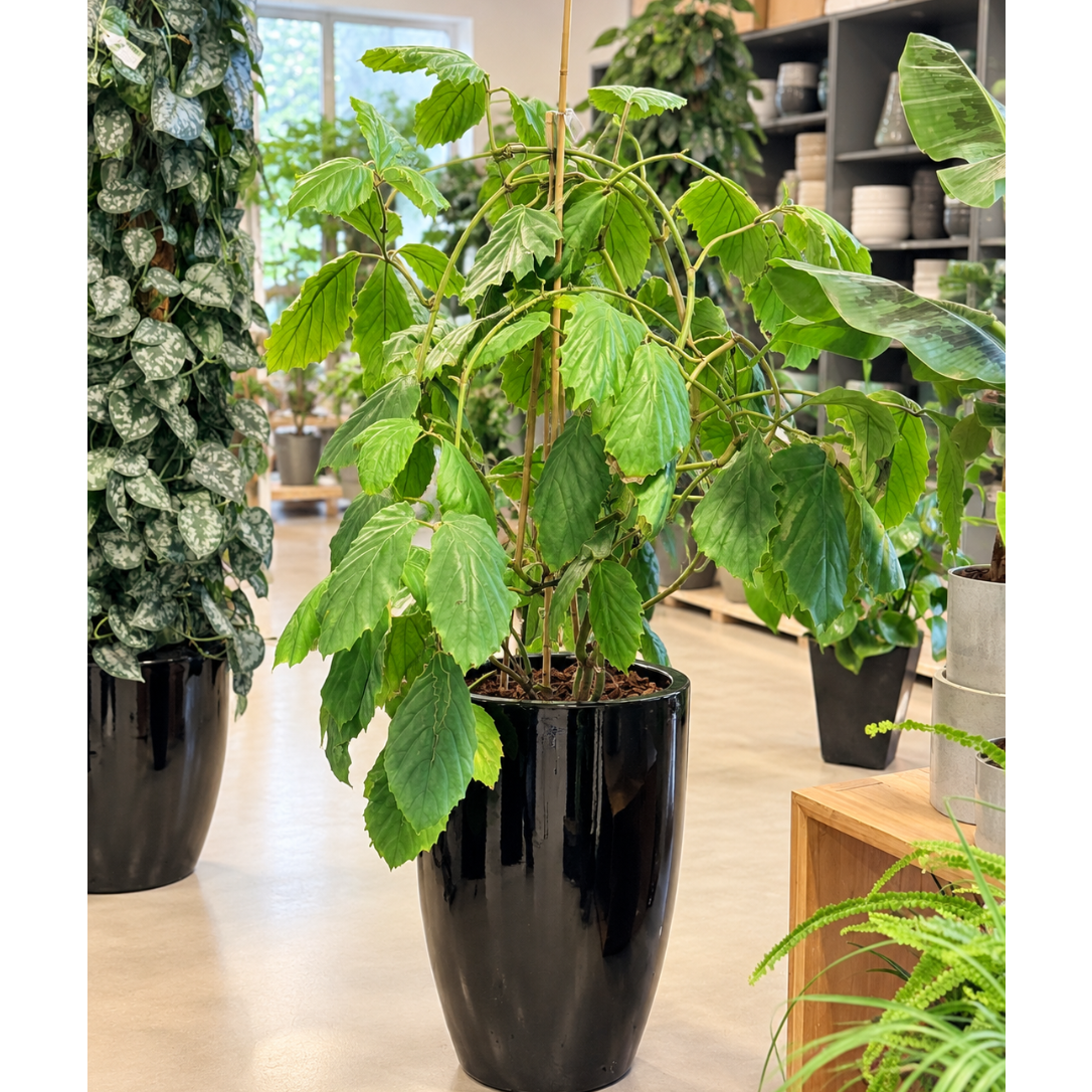 Second Hand Kængururanke – Cissus antarctica ca. 135 cm | Genbrugsplante