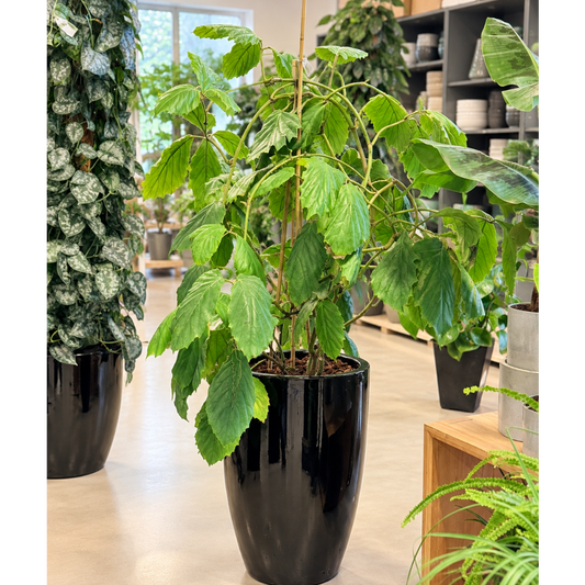 Second Hand Kængururanke – Cissus antarctica ca. 135 cm | Genbrugsplante