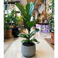 Indlæs billede i gallerivisning, Second Hand Violinfigen – Ficus lyrata 130 cm i Krukke
