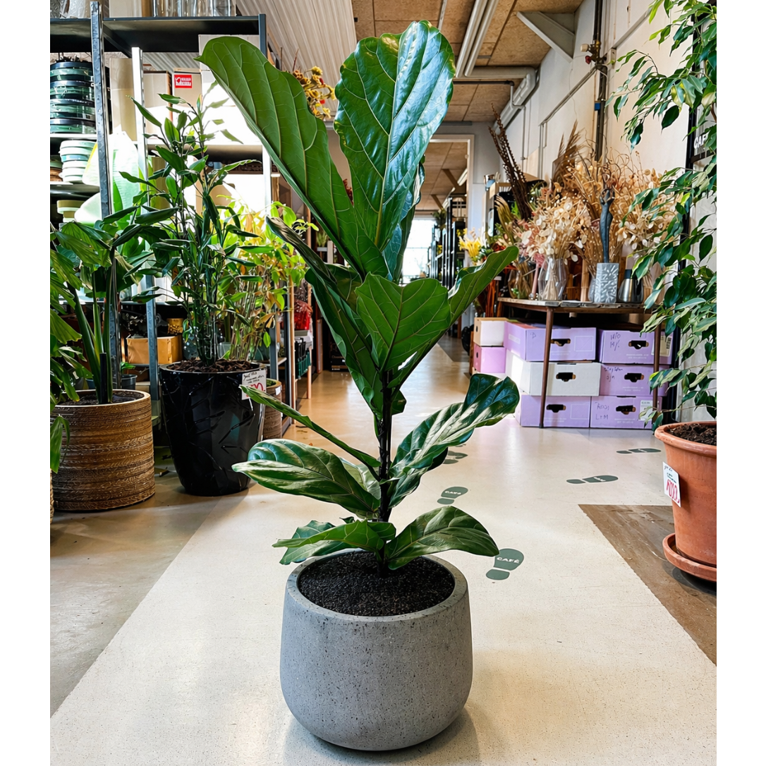 Second Hand Violinfigen – Ficus lyrata 130 cm i Krukke