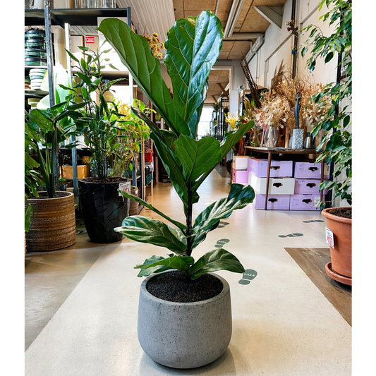 Second Hand Violinfigen – Ficus lyrata 130 cm i Krukke