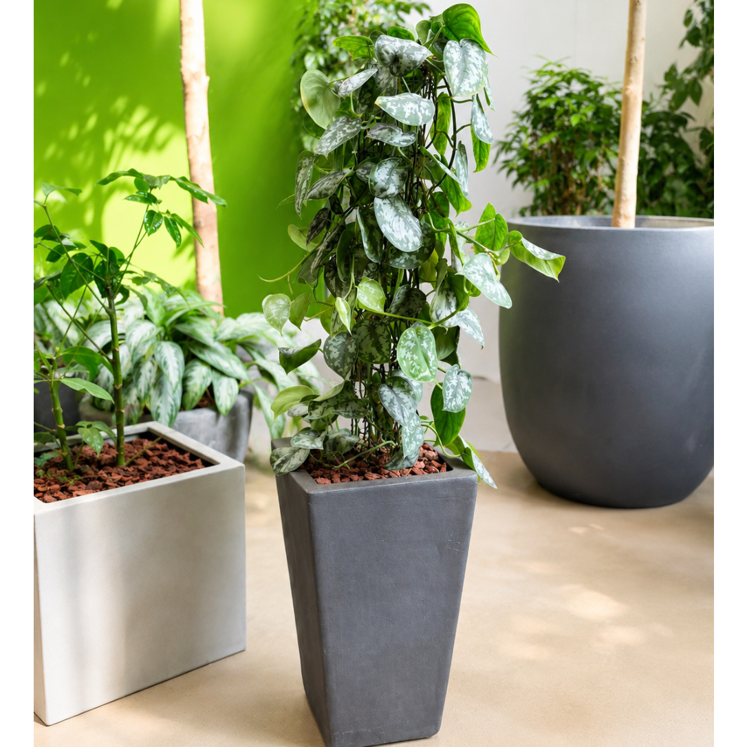 Second Hand Scindapsus pictus – Silver Pothos / Satin Pothos på 150 cm