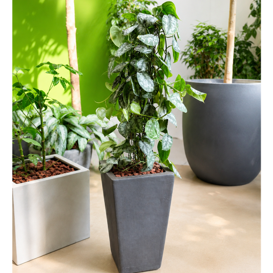 Second Hand Scindapsus pictus – Silver Pothos / Satin Pothos på 150 cm