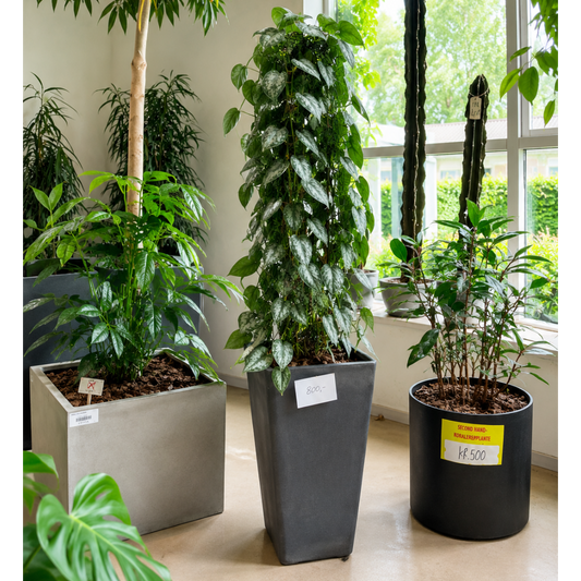 Second Hand Scindapsus pictus – Silver Pothos / Satin Pothos på 190 cm