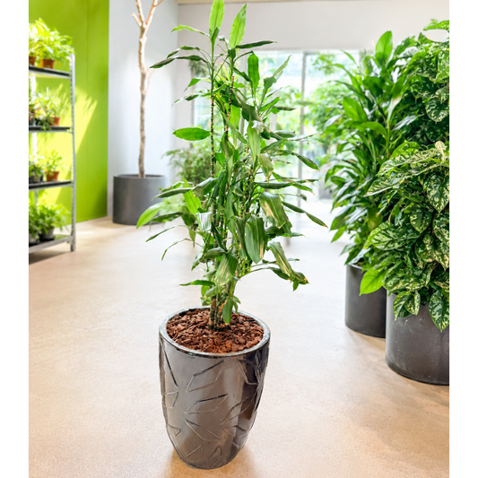 Second Hand Dracaena reflexa – Drageblodstræ / Pleomele på 150 cm