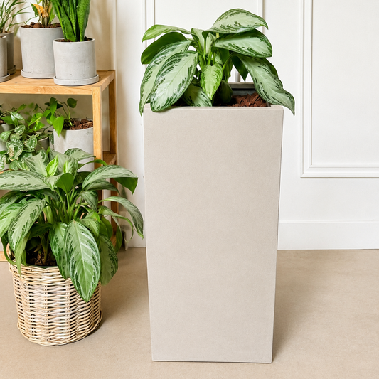 Second Hand Aglaonema Silver Queen – Kinesisk Stedsegrøn på 110 cm