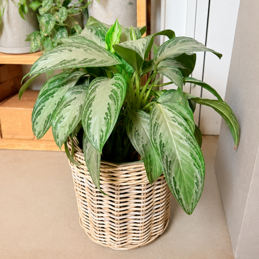 Second Hand Aglaonema Silver Bay – Kinesisk Stedsegrøn på 60 cm