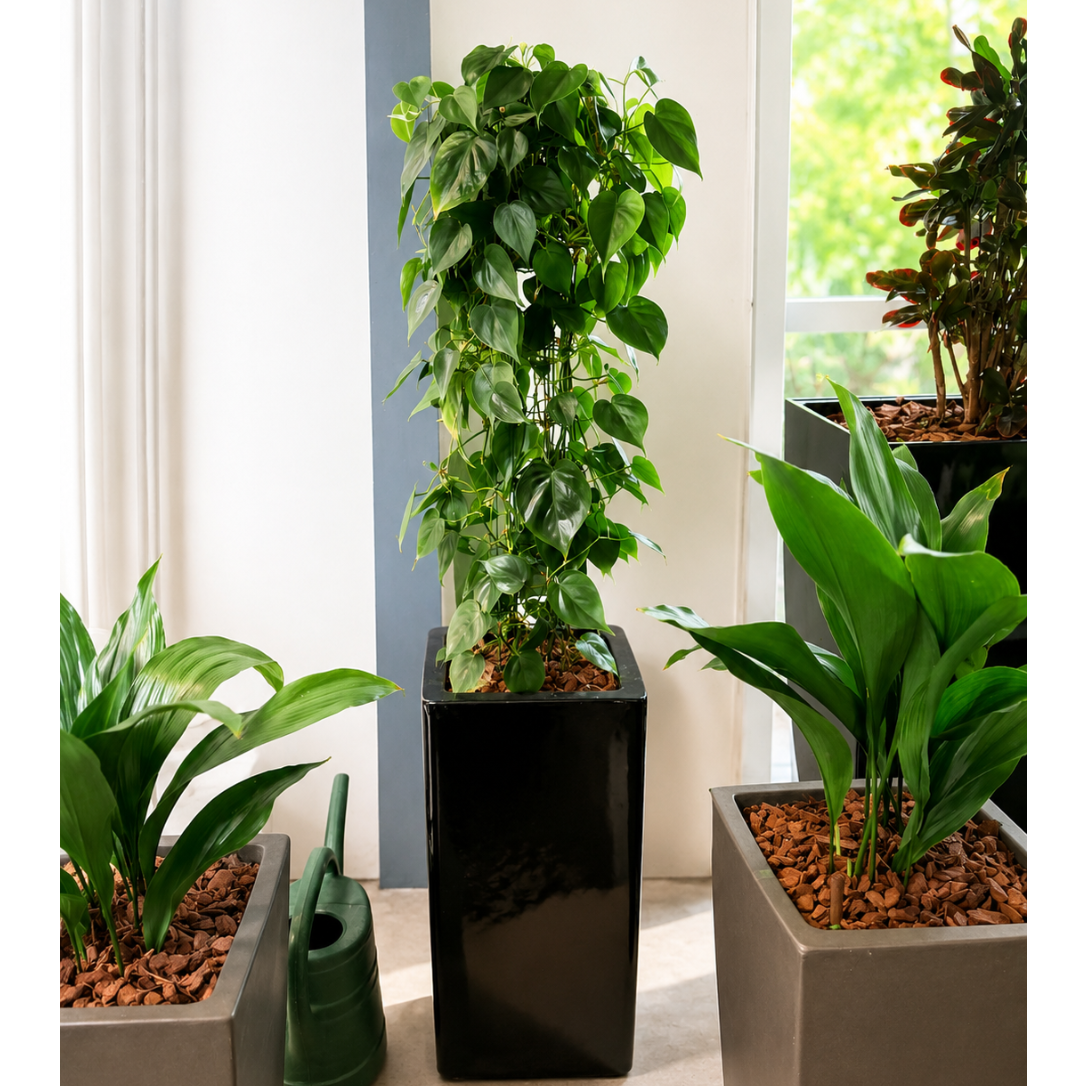 Second Hand Hjertefilodendron – Philodendron hederaceum på 150 cm