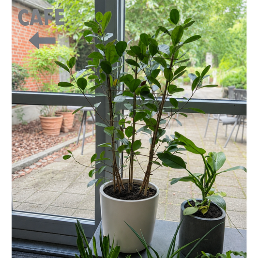 Second Hand Clusia rosea – Autograftræ / Balsamæble på 110 cm