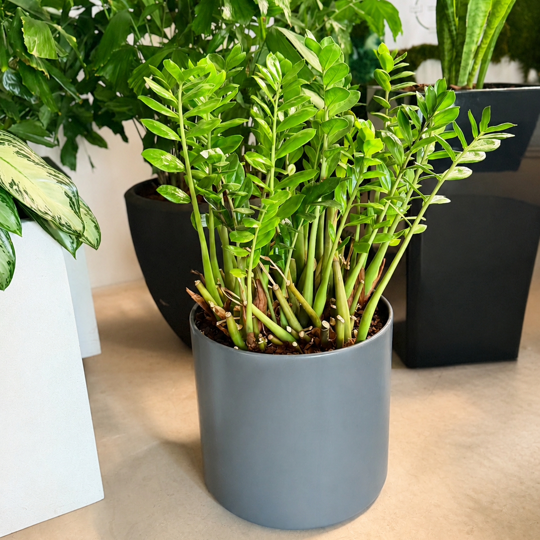 Second Hand ZZ-plante – Zamioculcas zamiifolia på 90 cm