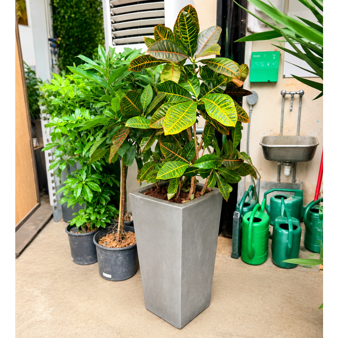 Second Hand Croton – Codiaeum variegatum på 140 cm