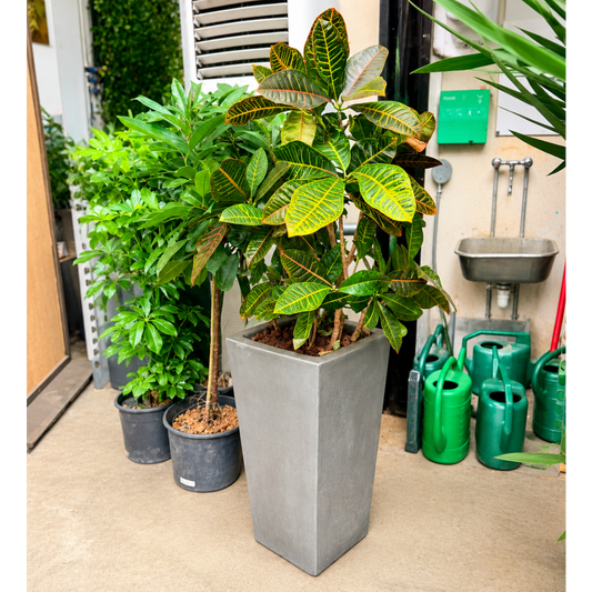 Second Hand Croton – Codiaeum variegatum på 140 cm