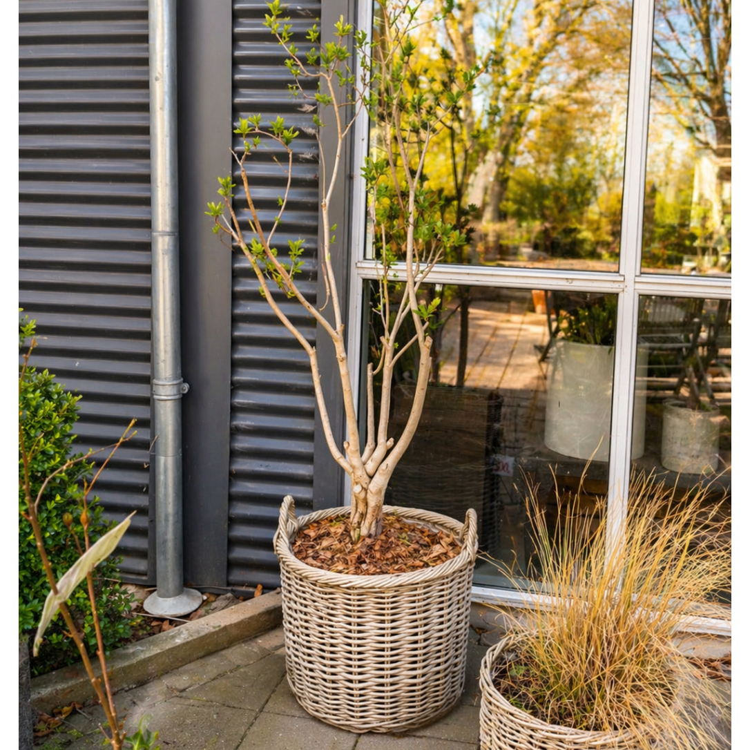 Second Hand Syren – Hvidblomstrende Syringa til Haven