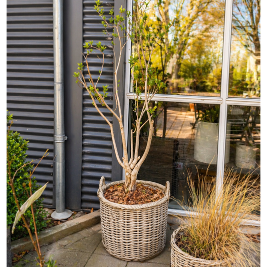 Second Hand Syren – Hvidblomstrende Syringa til Haven