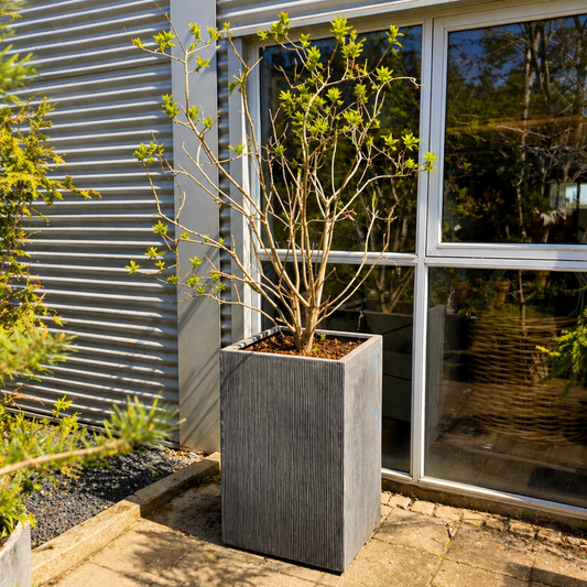 Second Hand Syren – Veletableret Syringa til Haven