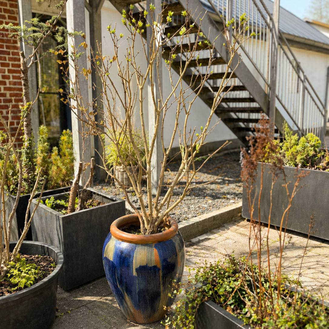 Second Hand Syren – Veletableret Syringa med Krukke
