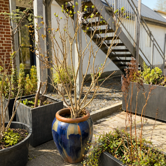 Second Hand Syren – Veletableret Syringa med Krukke