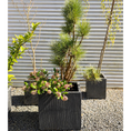 Indlæs billede i gallerivisning, Second Hand Krukke med Bjergfyr og Skimmia japonica – 160 cm

