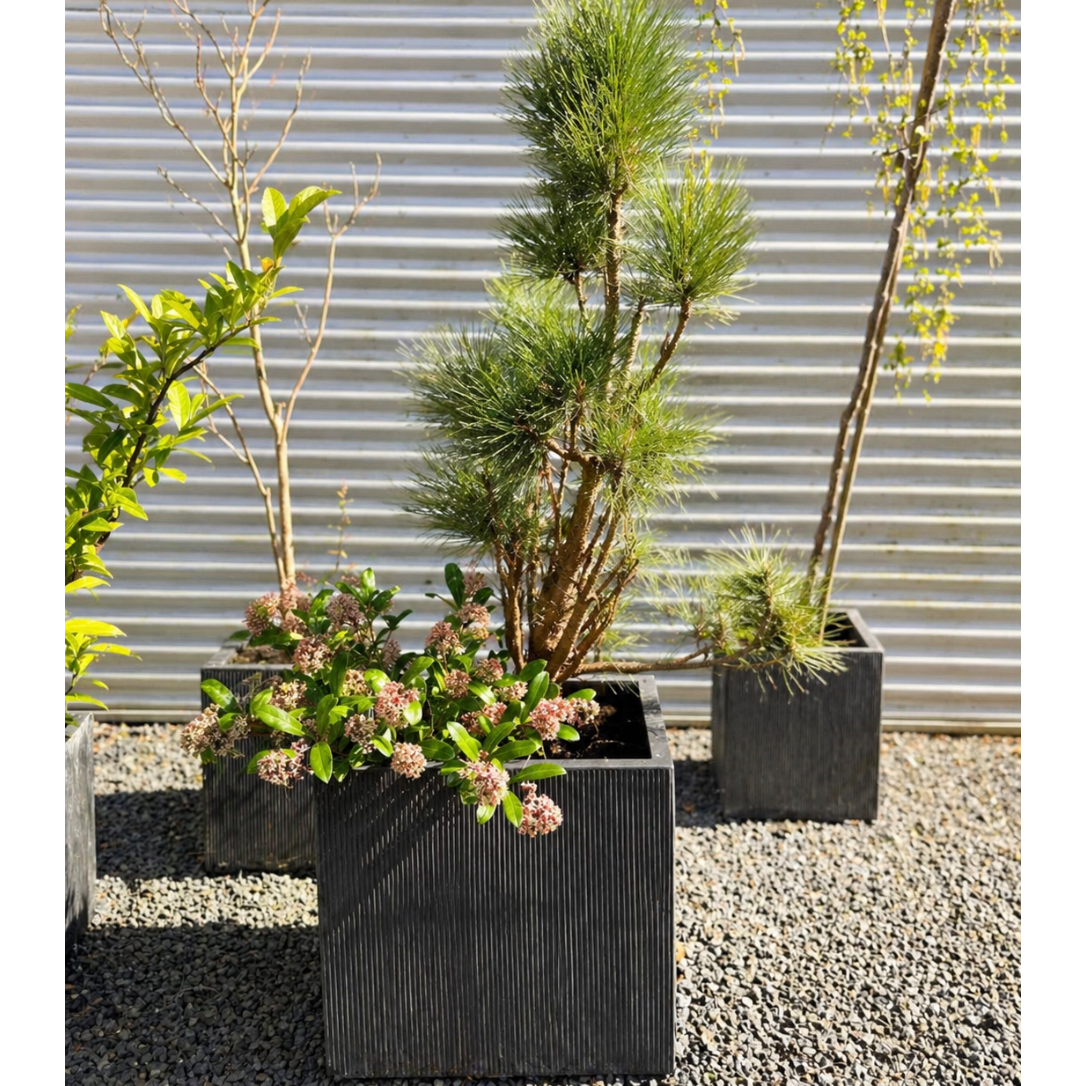 Second Hand Krukke med Bjergfyr og Skimmia japonica – 160 cm