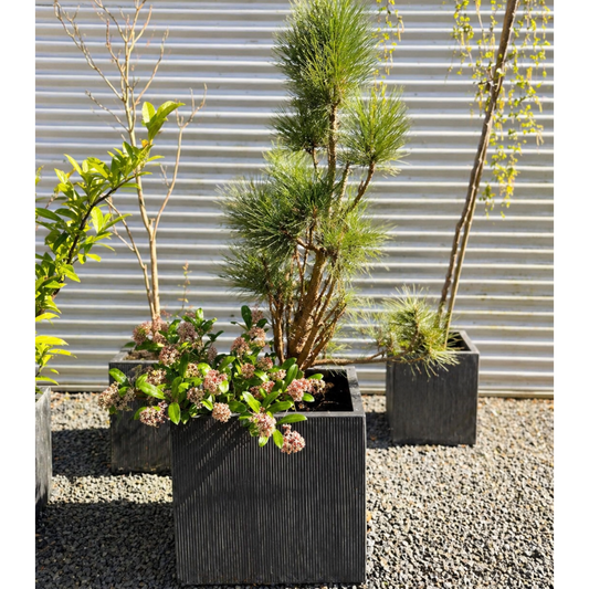 Second Hand Krukke med Bjergfyr og Skimmia japonica – 160 cm
