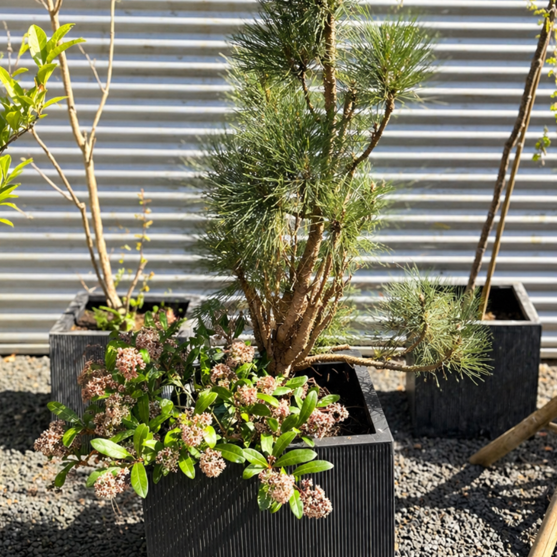 Second Hand Krukke med Bjergfyr og Skimmia japonica – 160 cm
