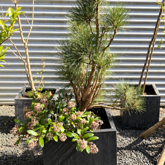 Second Hand Krukke med Bjergfyr og Skimmia japonica – 160 cm