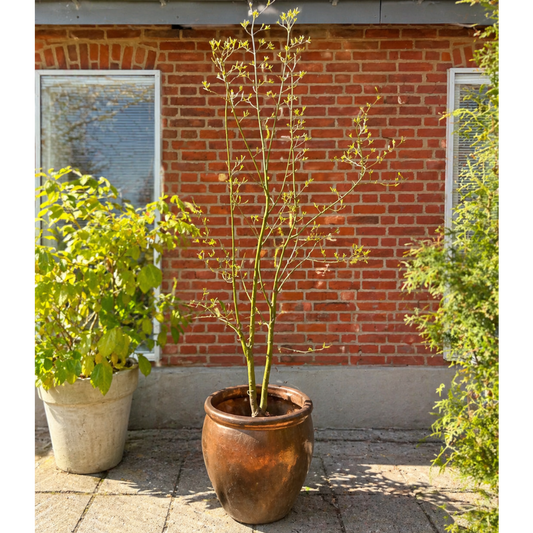 Second Hand Acer – Japansk Løn 240 cm med Bronzefarvet Krukke