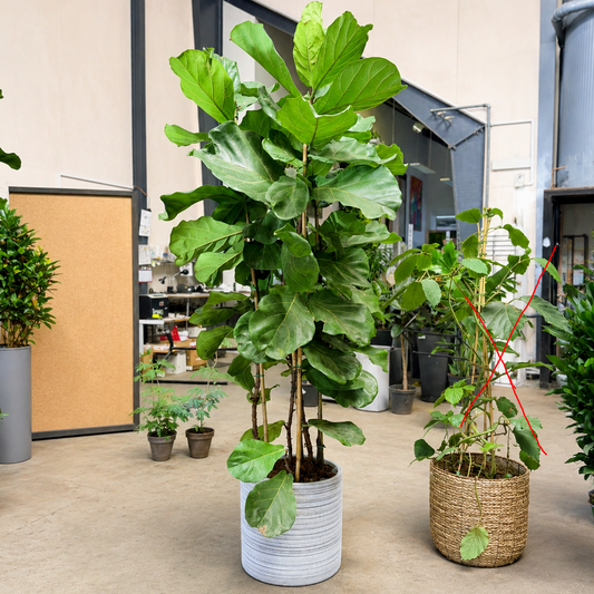 Second Hand Violinfigen – Ficus lyrata på 250 cm i Genbrugskrukke af Valgplakater