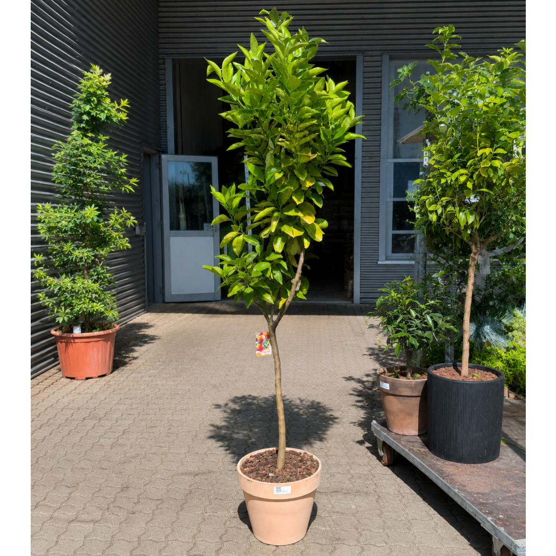 Second Hand Appelsintræ – Citrus sinensis på 210 cm i Terracottakrukke