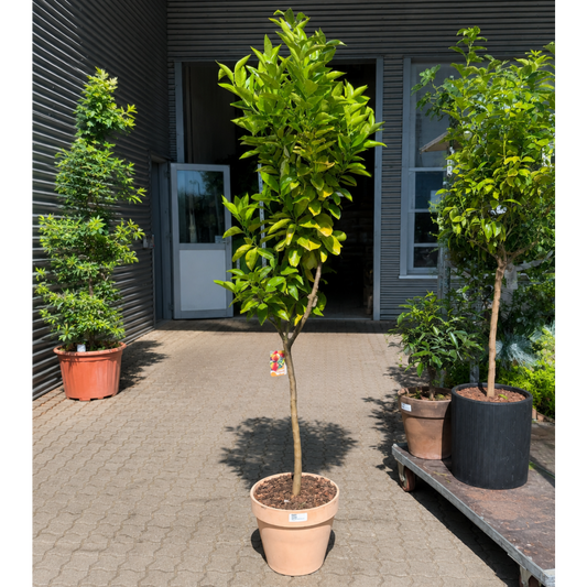 Second Hand Appelsintræ – Citrus sinensis på 210 cm i Terracottakrukke
