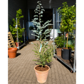 Indlæs billede i gallerivisning, Second Hand Sølv-Eukalyptus – Eucalyptus gunnii på 160 cm i Terracottakrukke
