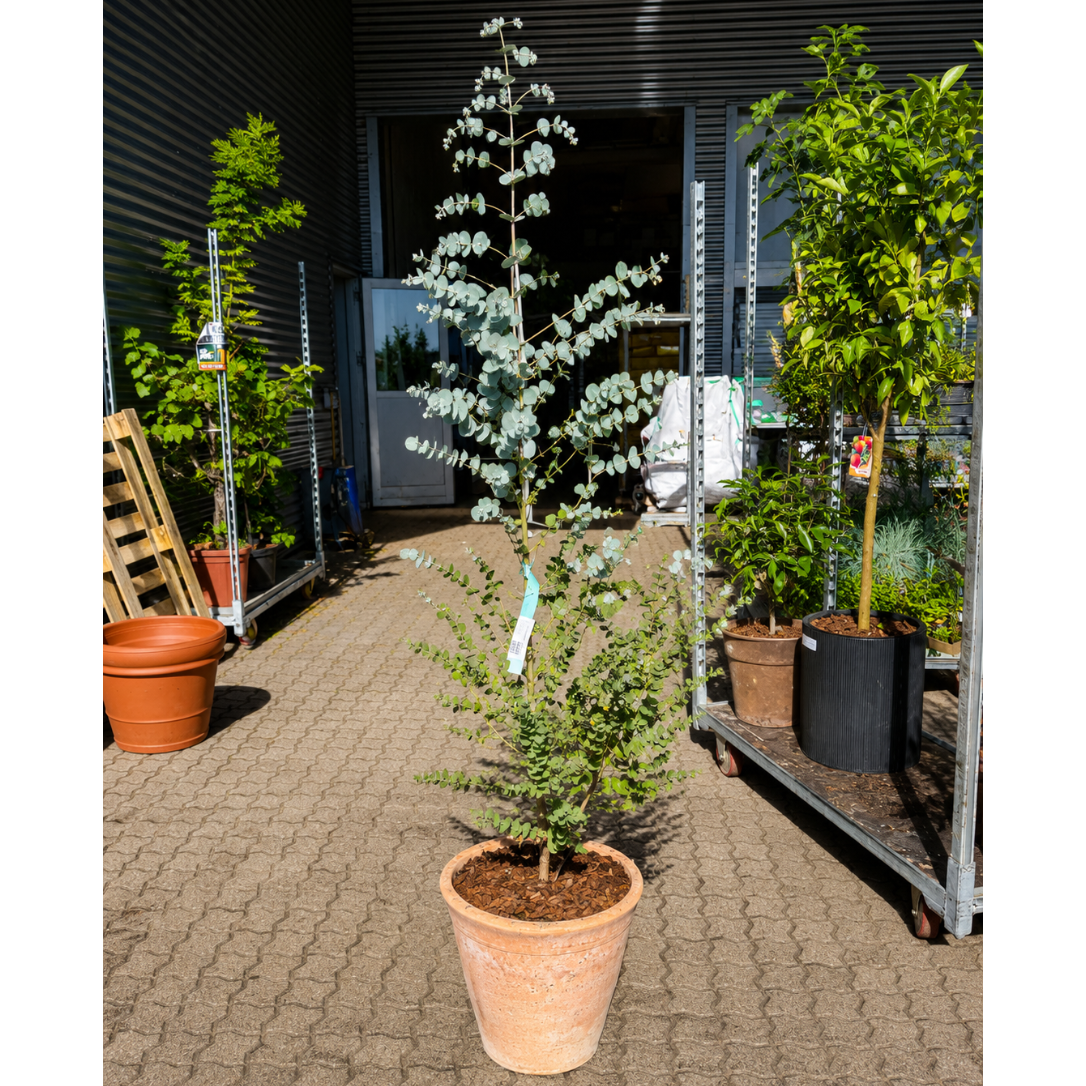Second Hand Sølv-Eukalyptus – Eucalyptus gunnii på 160 cm i Terracottakrukke