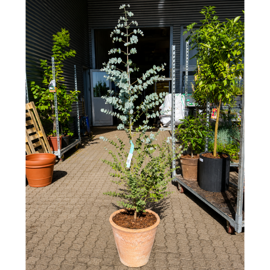 Second Hand Sølv-Eukalyptus – Eucalyptus gunnii på 160 cm i Terracottakrukke