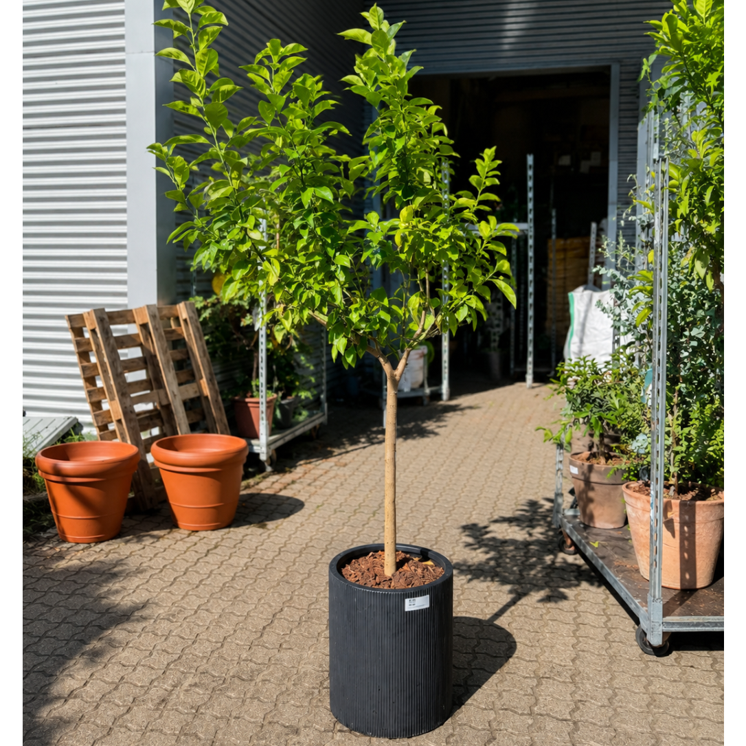 Second Hand Appelsintræ Arancio – Citrus sinensis i Eksklusiv Sort Krukke
