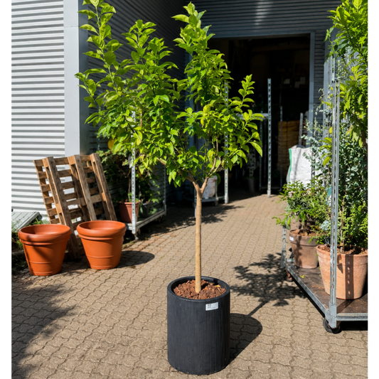 Second Hand Appelsintræ Arancio – Citrus sinensis i Eksklusiv Sort Krukke