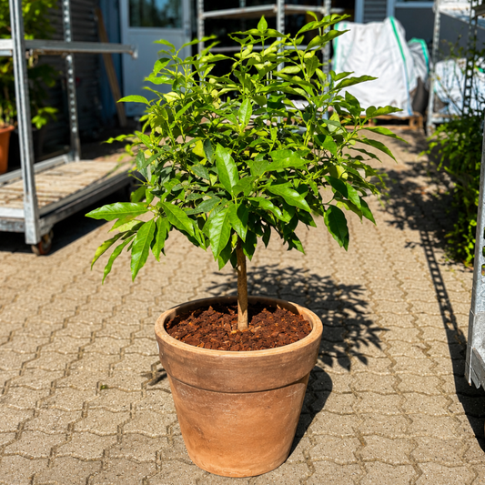 Second Hand Kumquat – Fortunella margarita i Terracottakrukke
