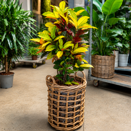 Second Hand Croton – Codiaeum variegatum på 150 cm i Dekorativ Fletkurv