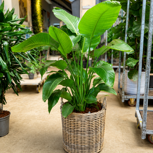 Second Hand Paradisfugl – Strelitzia nicolai på 120 cm i Dekorativ Fletkurv